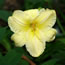 Hemerocallis Standing by the Light